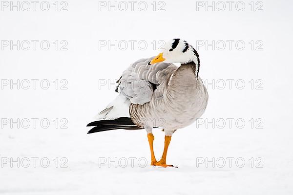 Bar-headed goose