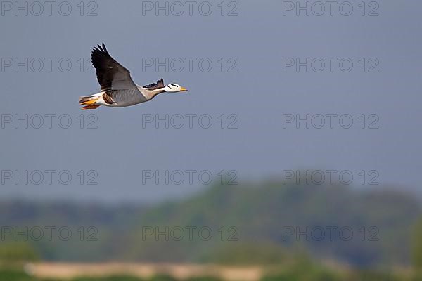 Bar-headed goose