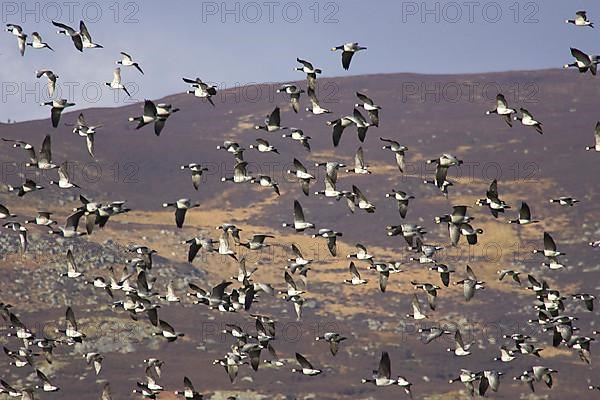 Barnacle goose