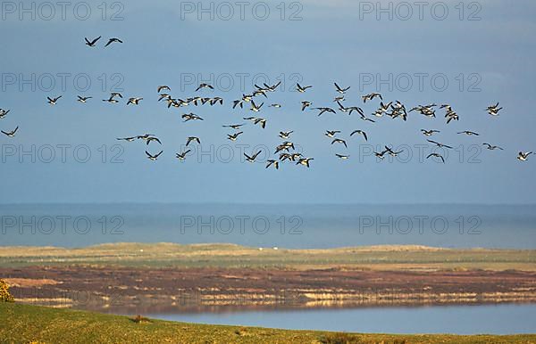 Barnacle Goose