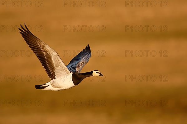 Barnacle Goose