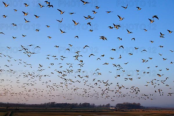 Barnacle Goose