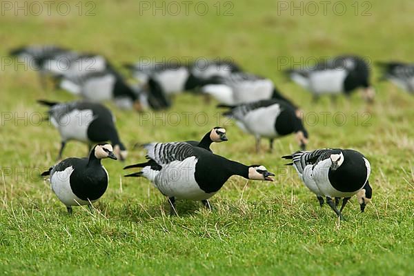 Barnacle goose