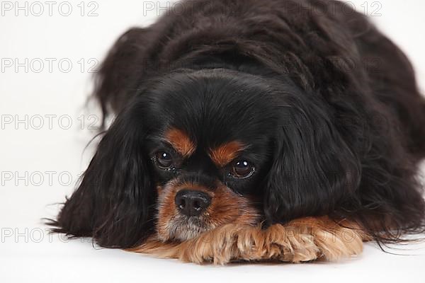 Cavalier King Charles Spaniel