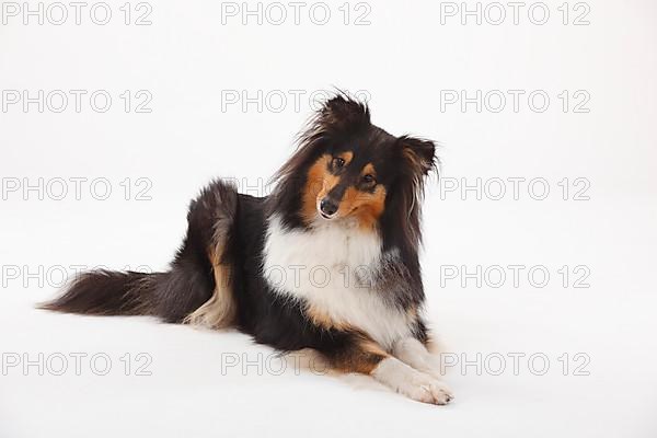 Rough Collie