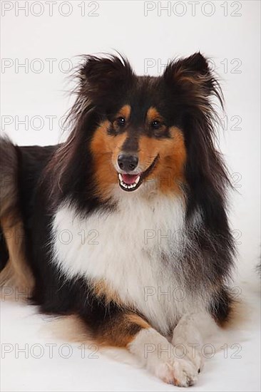 Rough Collie