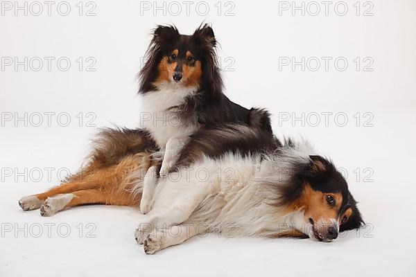 Rough Collies