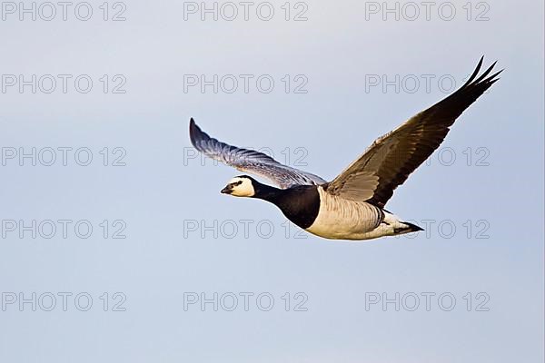 Barnacle Goose