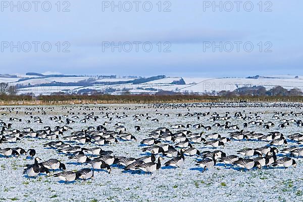 Barnacle Goose