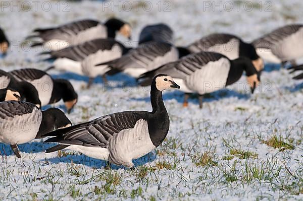 Barnacle Goose