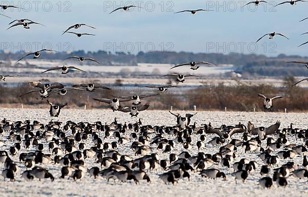 Barnacle Goose