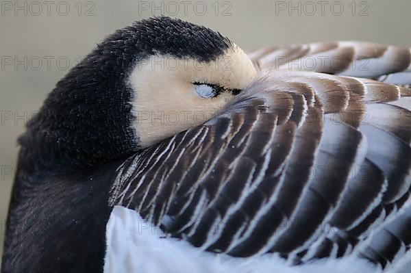 Adult barnacle goose