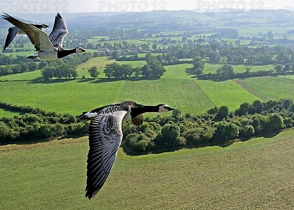 Barnacle Goose