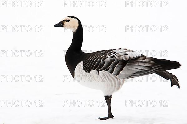 Barnacle goose