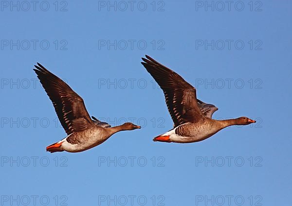 Taiga Bean Goose