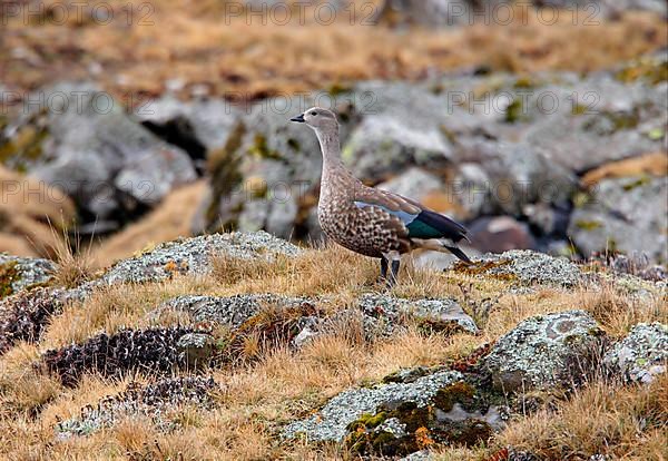 Blue-winged goose