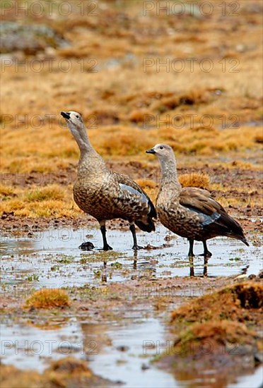 Blue-winged goose