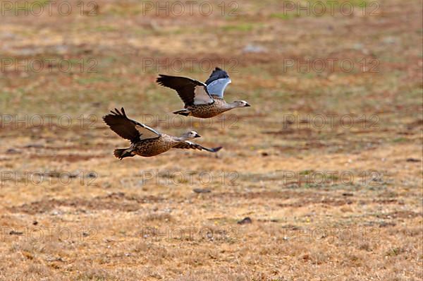 Blue-winged goose