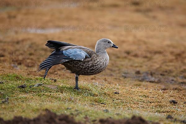 Adult blue-winged goose