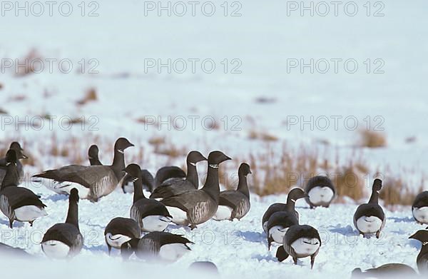 Brant geese