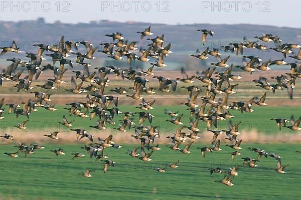 Brant goose