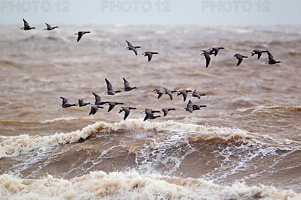 Brant goose