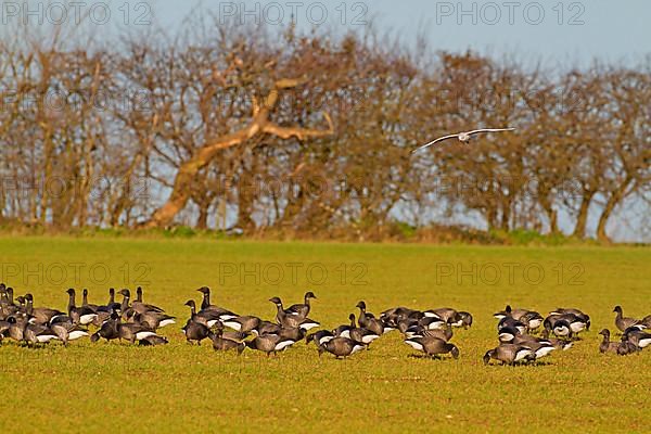 Brent Goose