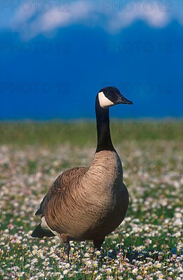 Canada Goose