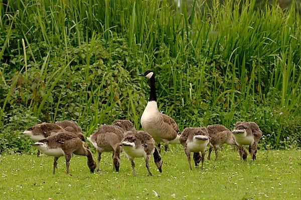 Canada goose