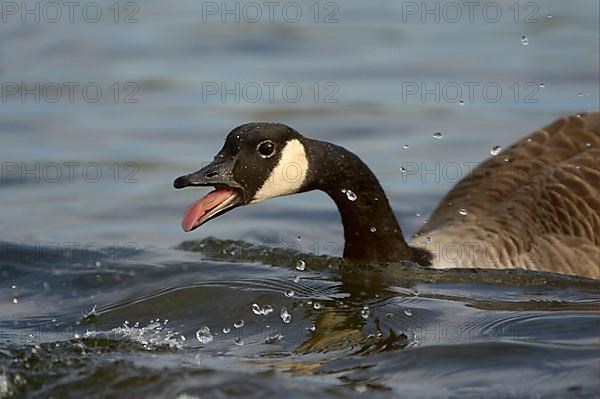 Canada Goose