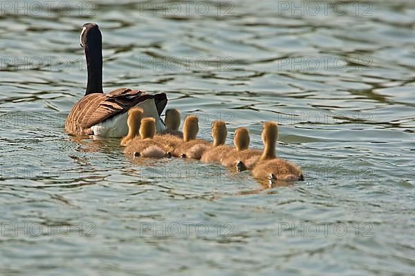 Canada goose