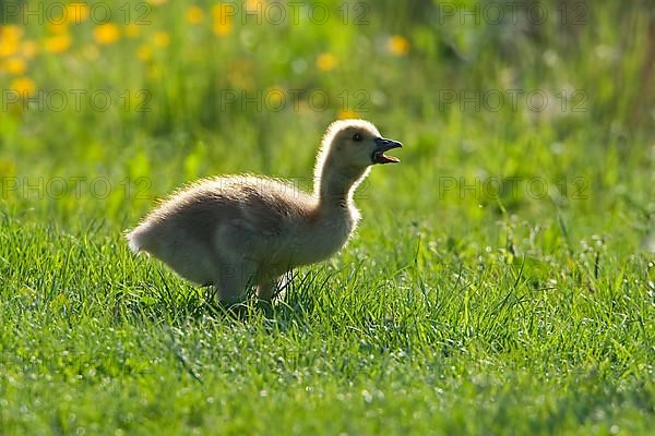 Canada goose