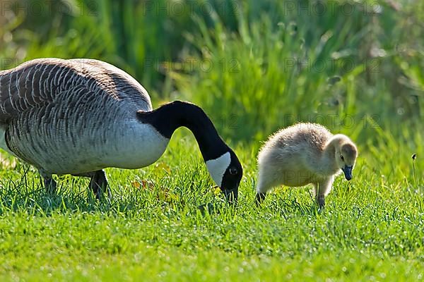 Canada goose