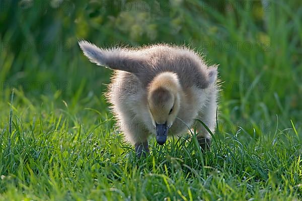 Canada goose