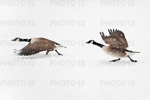 Canada goose