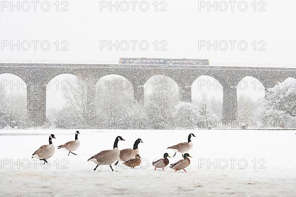 Flock of canada goose