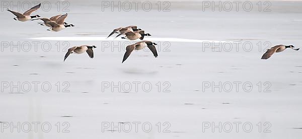 Canada goose