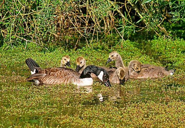 Canada Goose