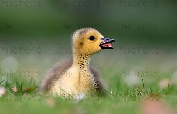 Canada goose