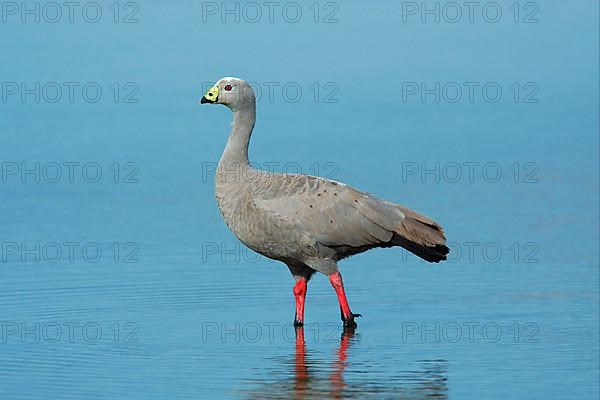 Cape barren goose