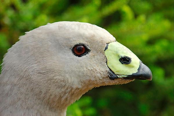 Cape Barren Goose