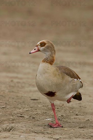 Egyptian Goose