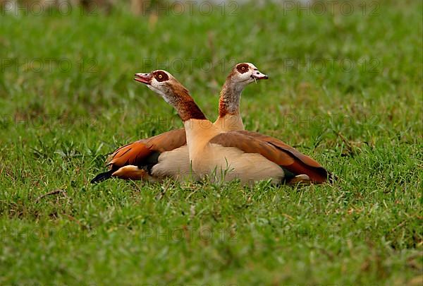 Alopochen egyptian goose