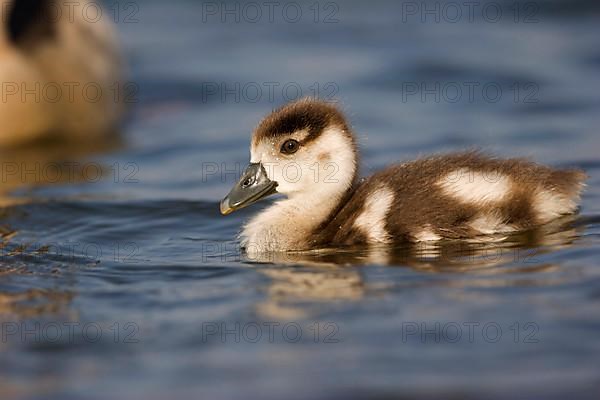 Egyptian egyptian goose