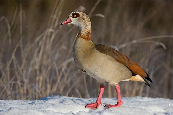 Egyptian egyptian goose