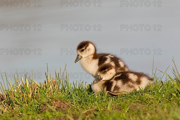 Egyptian Goose