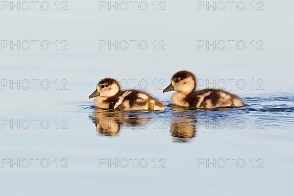 Egyptian Goose