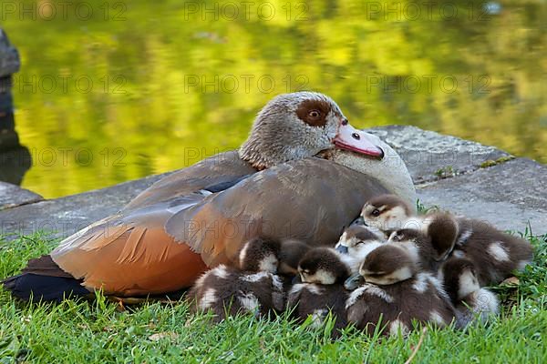 Egyptian egyptian goose