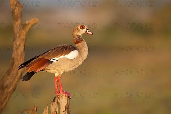 Egyptian egyptian goose