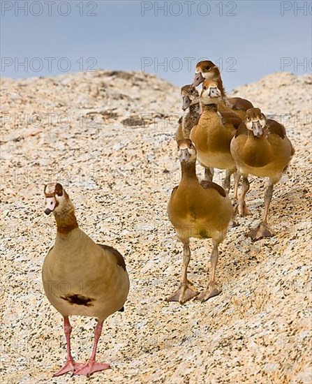 Egyptian Goose